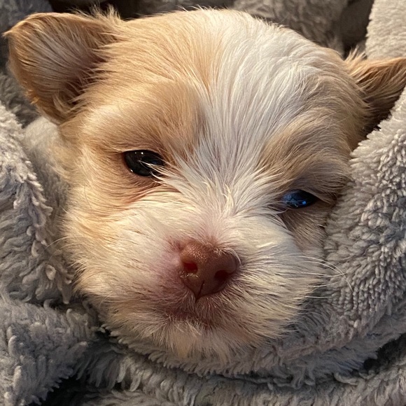 Meet your Posher, Dede - Picture 5 of 7